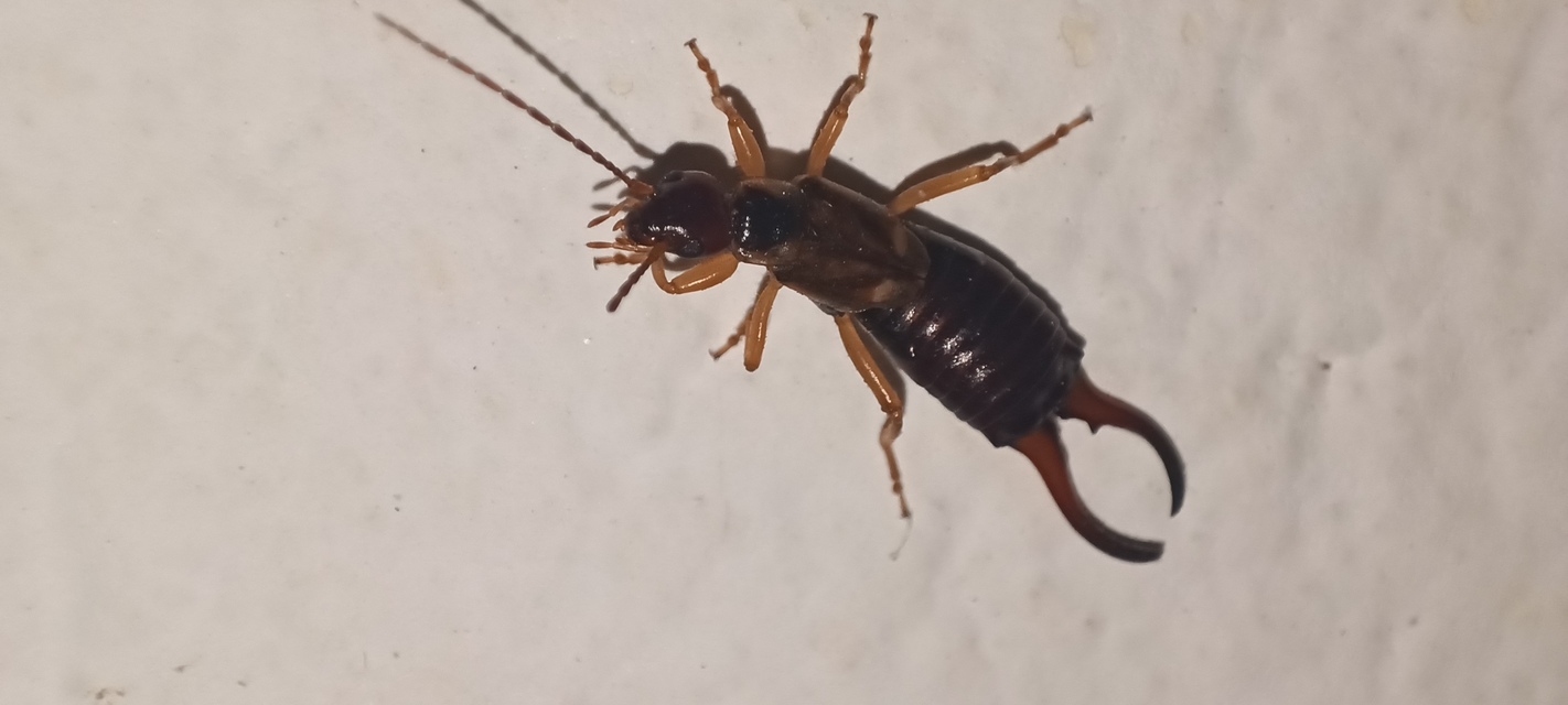 Forficula auricularia - közönséges fülbemászó