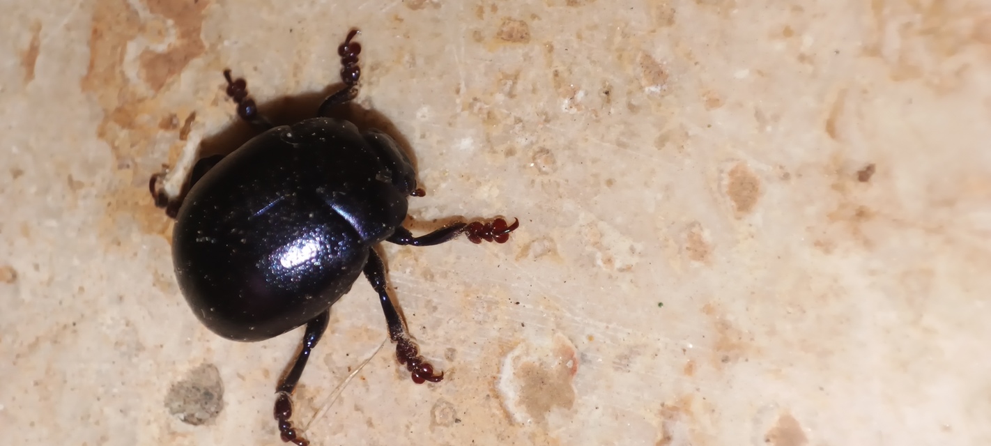 Chrysolina sturmi - vöröslábú levelész