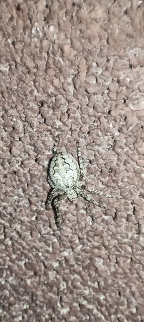 Larinioides