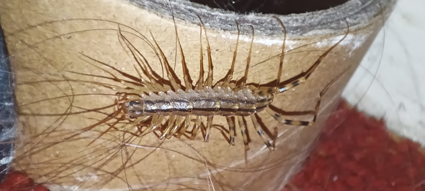 Scutigera coleoptrata - légyölő pókszázlábú
