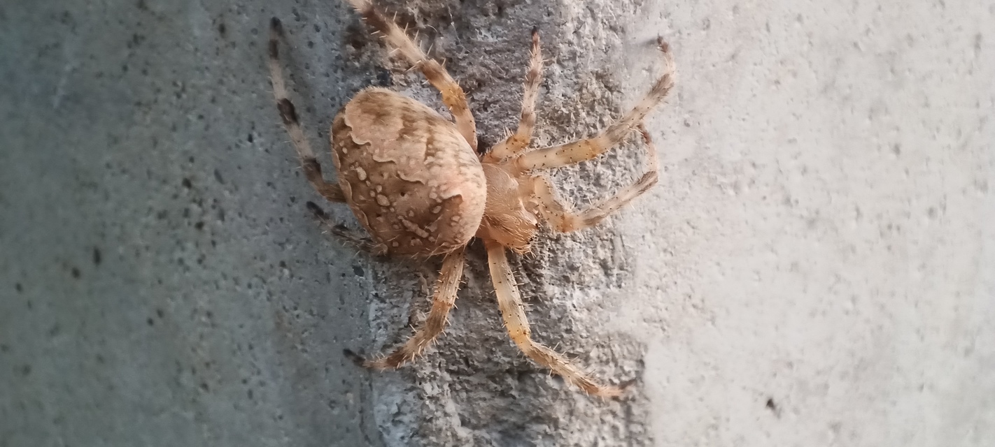 Araneus diadematus - koronás keresztespók