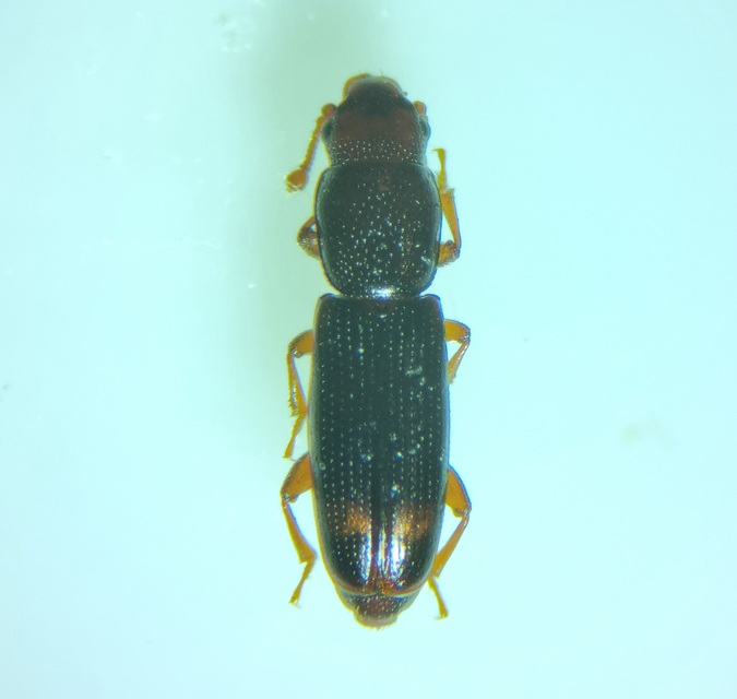 Rhizophagus bipustulatus - kétpettyes törekbogár