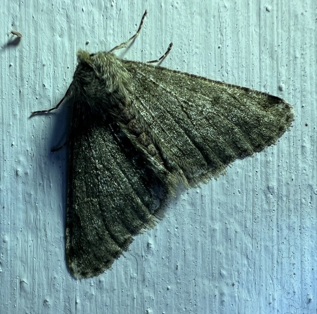 Apocheima pilosaria - zöldes tavasziaraszoló