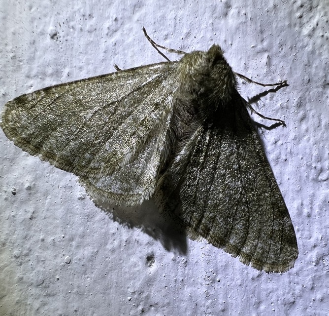 Apocheima pilosaria - zöldes tavasziaraszoló