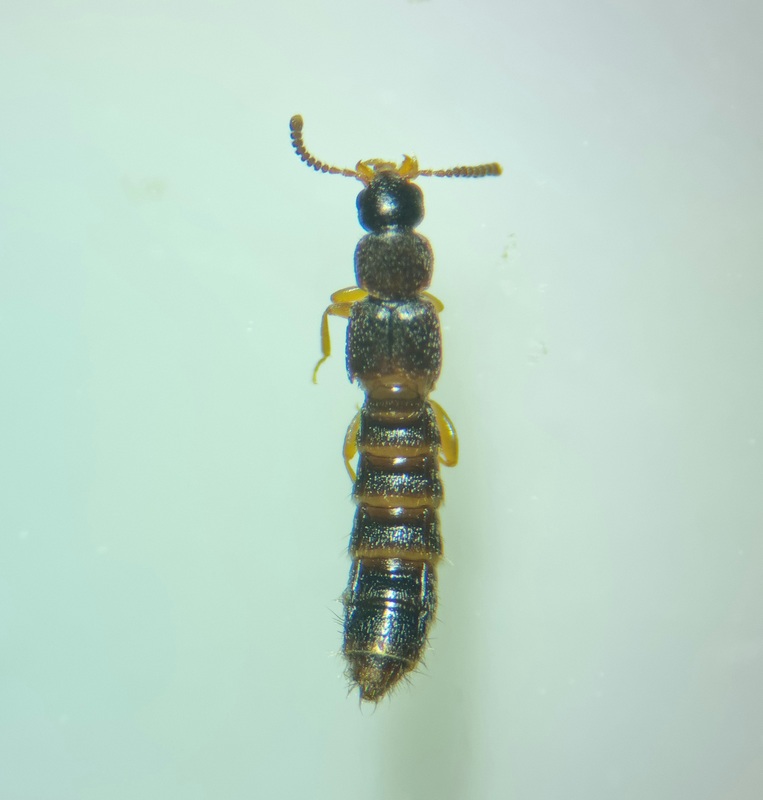Phloeopora corticalis - tölgyes szúvadászholyva