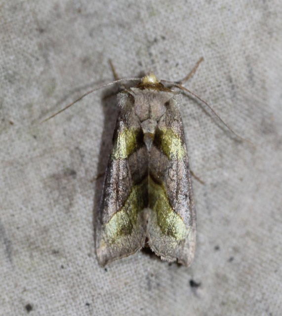 Diachrysia chrysitis - aranybagoly