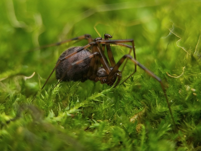 Megalepthyphantes