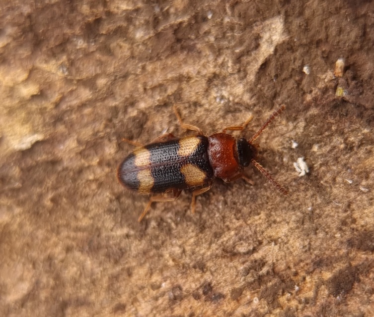 Mycetophagus fulvicollis - sárganyakú gombabogár