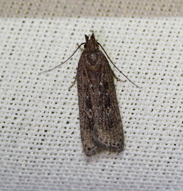 Helcystogramma triannulella - szuláksodró lápimoly