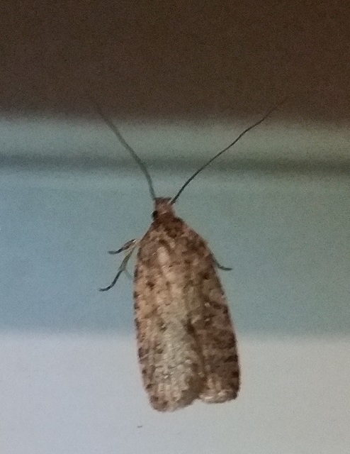 Depressariidae - laposmolyfélék Depressariidae - laposmolyfélék