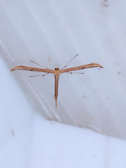 Emmelina monodactyla - közönséges tollasmoly