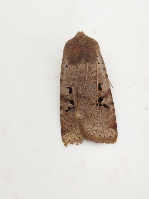 Conistra rubiginosa - szürke télibagoly