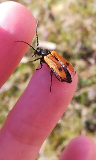 Apalus bimaculatus - kétfoltos élősdibogár