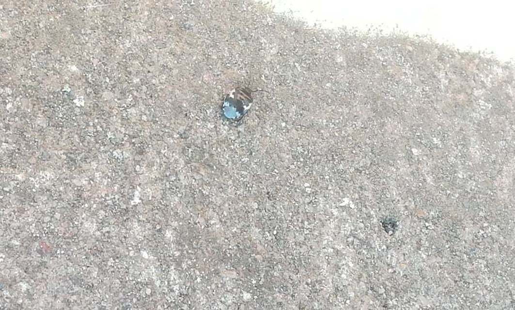 Tritomegas