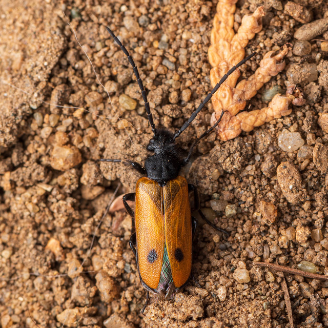 Apalus bimaculatus - kétfoltos élősdibogár