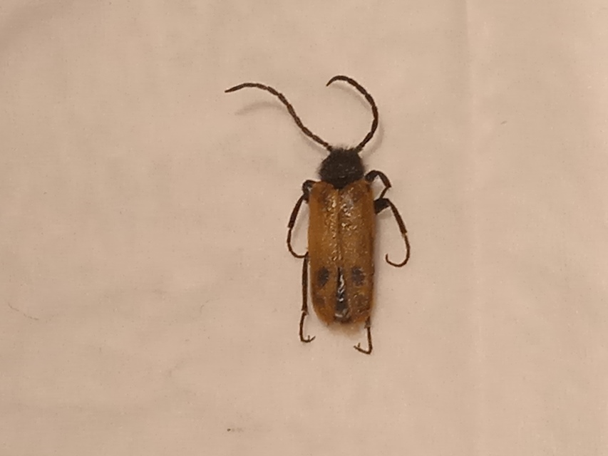 Apalus bimaculatus - kétfoltos élősdibogár