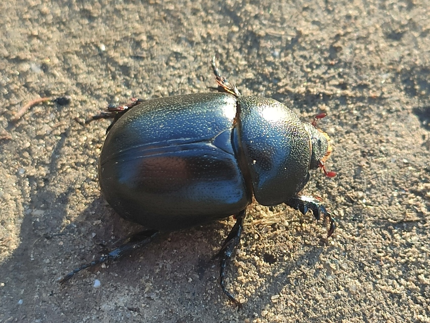 Pentodon idiota - butabogár