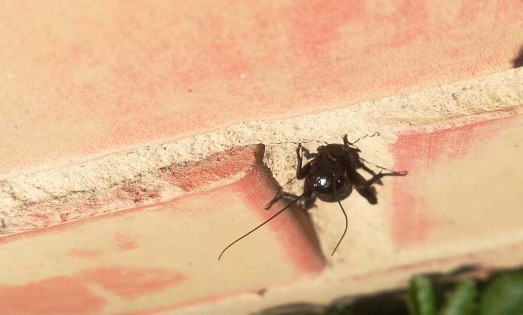 Gryllus campestris - mezei tücsök