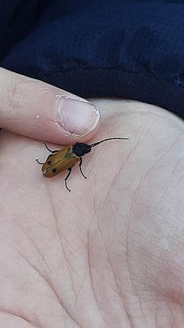 Apalus bimaculatus - kétfoltos élősdibogár