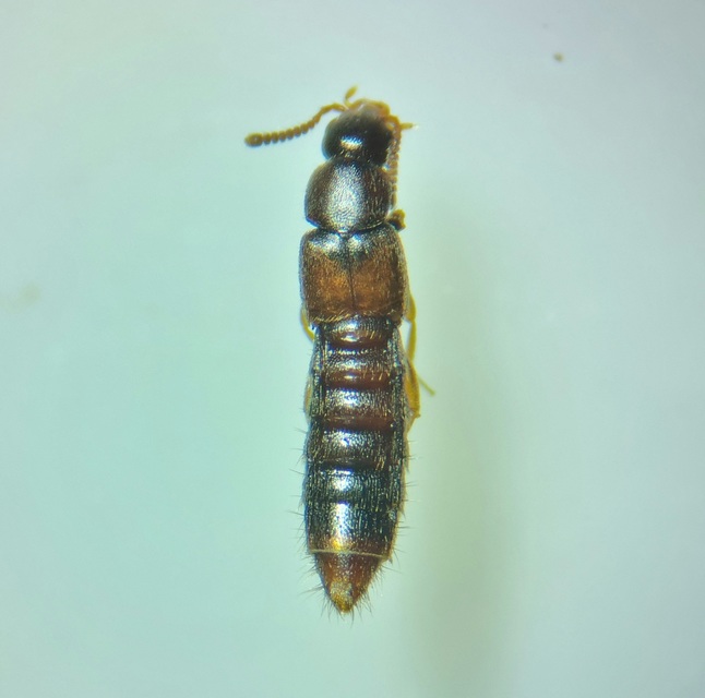 Phloeopora testacea - fenyves szúvadászholyva
