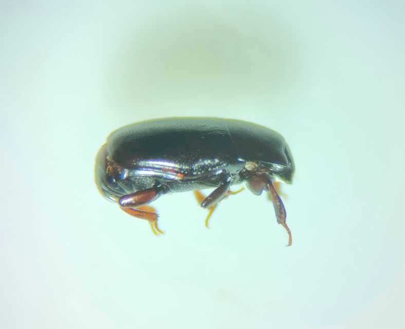 Paromalus parallelepipedus - fenyves-kéregsutabogár