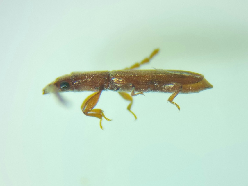 Laemophloeidae - szegélyeslapbogár-félék