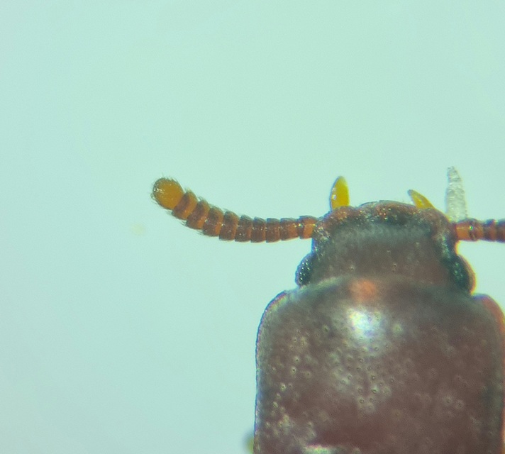 Palorus