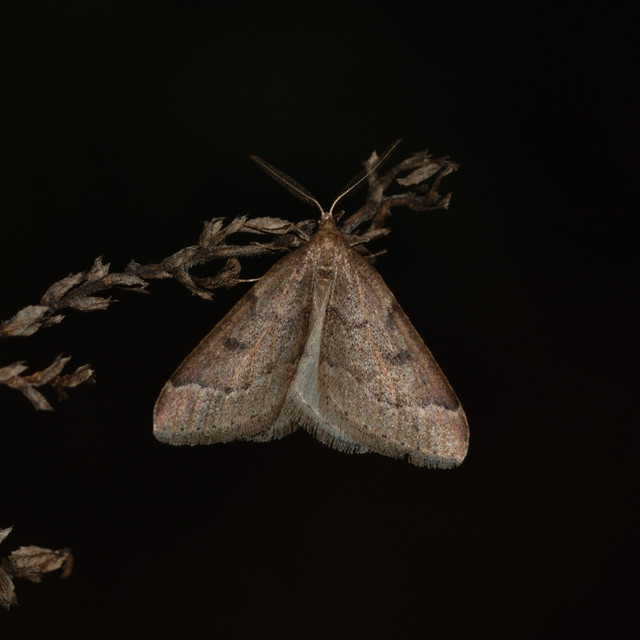 Theria rupicapraria - tavaszi kökényaraszoló