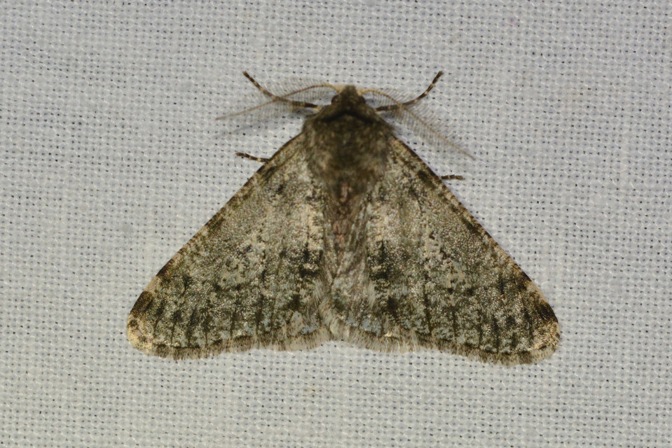 Apocheima pilosaria - zöldes tavasziaraszoló