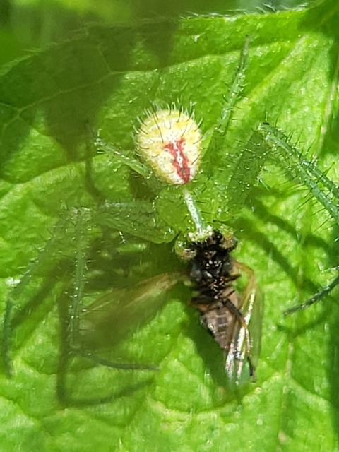 Heriaeus graminicola/hirtus