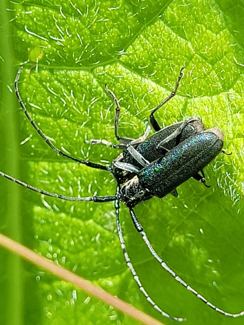 Agapanthia viti