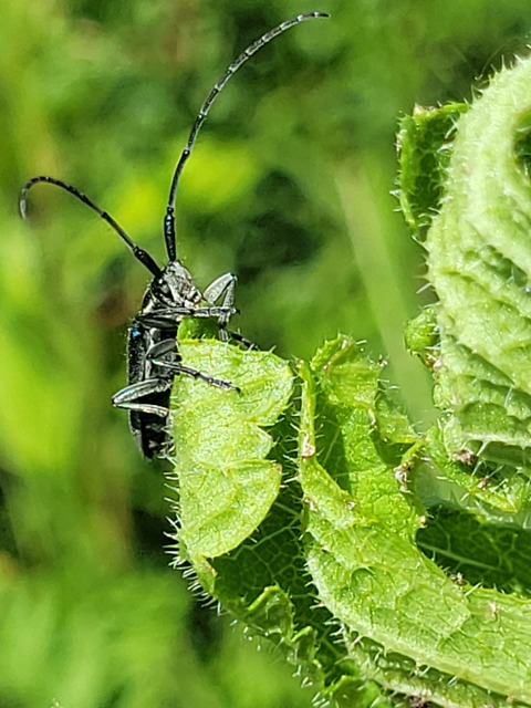 Agapanthia viti