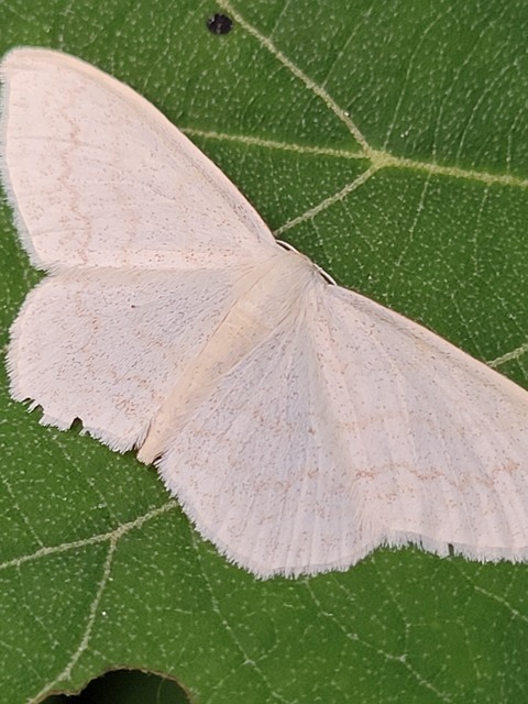 Scopula floslactata - tejfehér sávosaraszoló