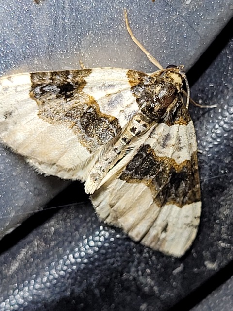Cosmorhoe ocellata - szemes galajaraszoló