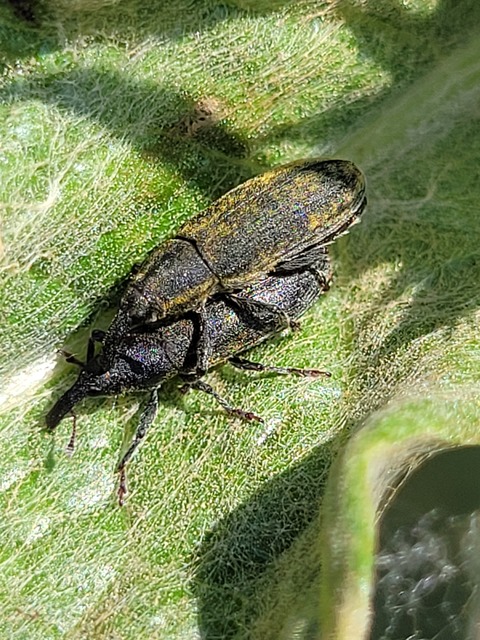Lixus cardui - bogáncsfúró dudvabarkó