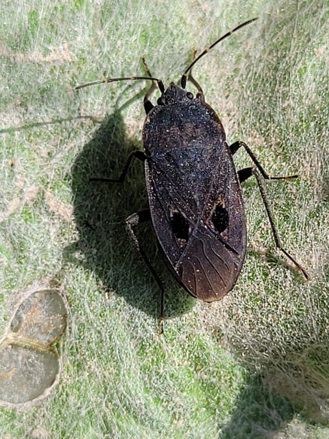 Graptopeltus validus