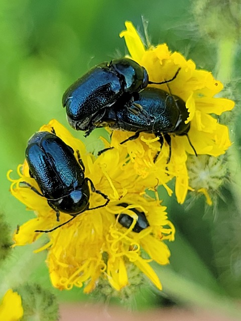 Cryptocephalus violaceus - sötétkék zömökbogár Cryptocephalus violaceus - sötétkék zömökbogár