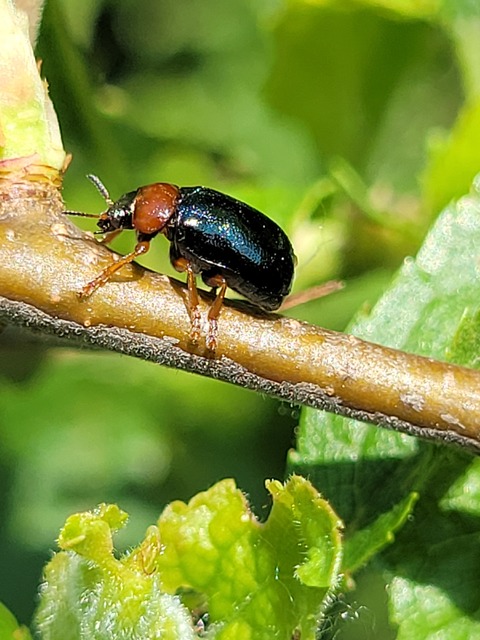 Smaragdina