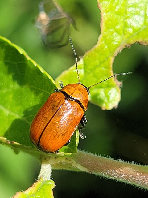 Cryptocephalus coryli - mogyoró-zömökbogár