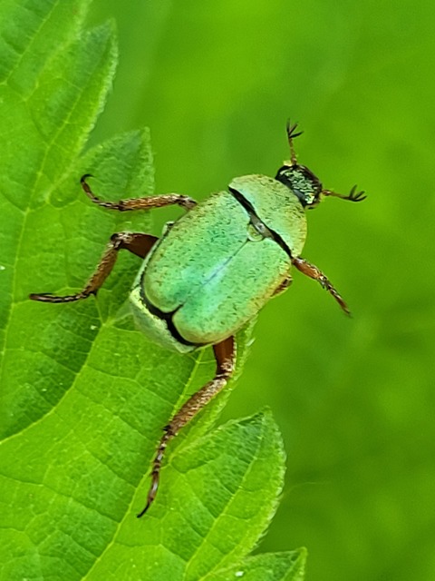 Hoplia dilutipes