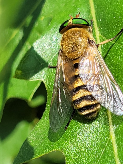 Philipomyia