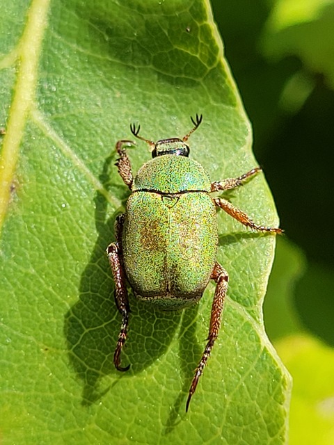 Hoplia dilutipes