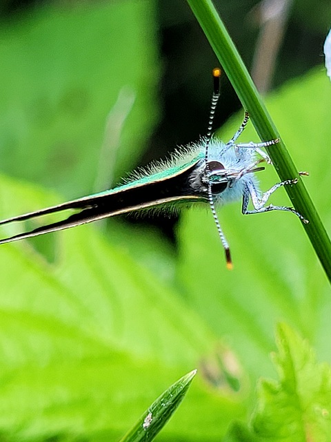 Callophrys rubi - zöldfonákú lepke