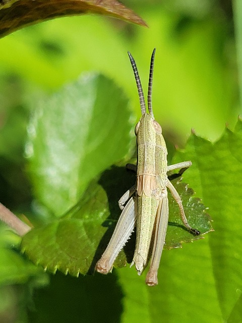 Chrysochraon dispar - aranyos sáska