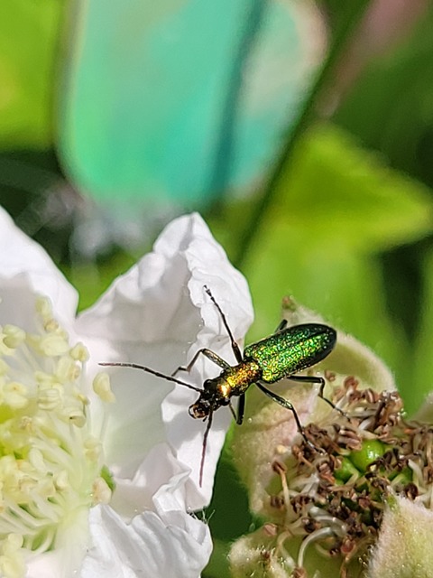 Chrysanthia viridissima - aranyos álcincér