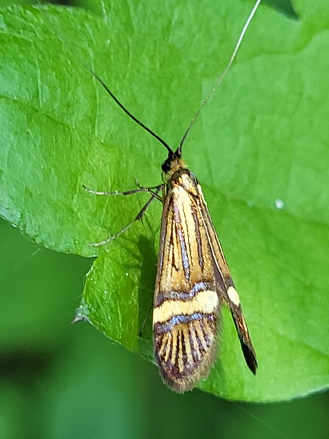 Nemophora degeerella - pompás tőrösmoly