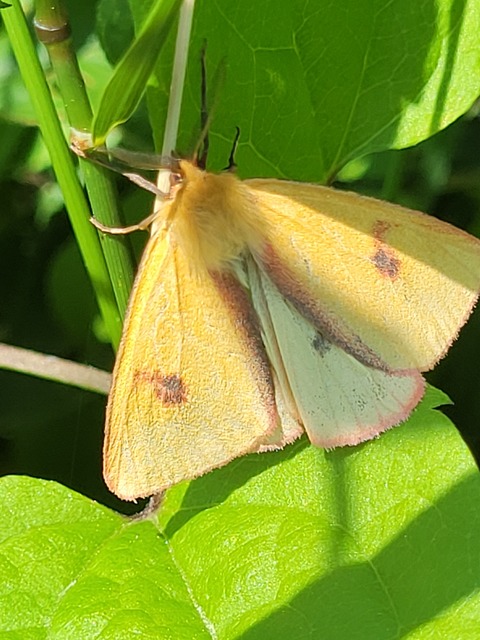 Diacrisia sannio - vörösszélű medvelepke