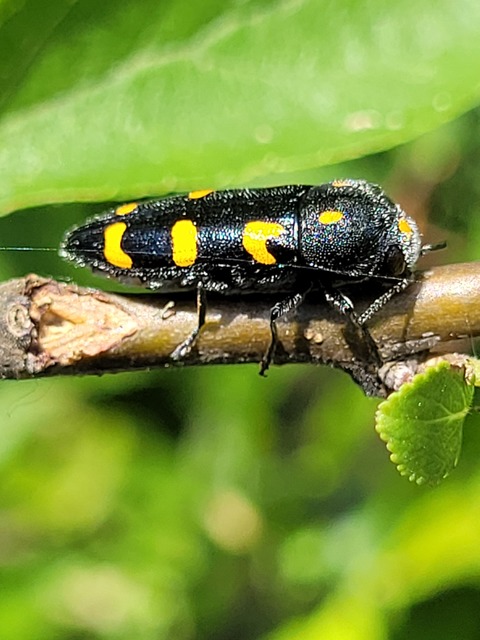 Ptosima undecimmaculata - sárgafoltos díszbogár