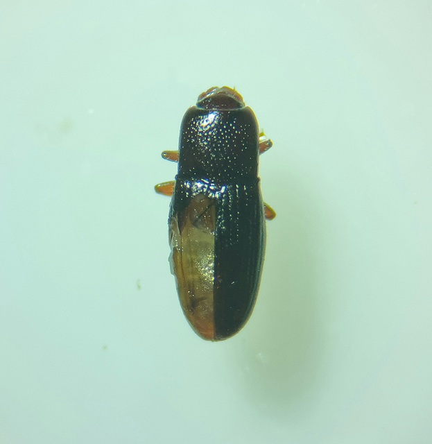 Cerylon Cerylon