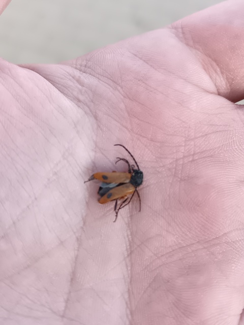 Apalus bimaculatus - kétfoltos élősdibogár